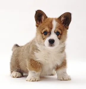 Related Prints: 8-Week-Old Pembrokeshire Welsh Corgi Puppy Print