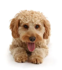Cockapoo Prints: Cockapoo and Cavapoo Mix Dog Print