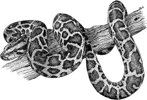 Framed Print : Burmese Python Print - A Burmese Python in Pen and Ink Framed Print : Burmese Python Print - A Burmese Python in Pen and Ink