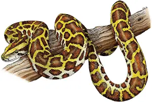 Snake Illustration Prints: Burmese Python