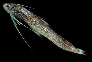 Deep Sea Fish Prints: Codlet