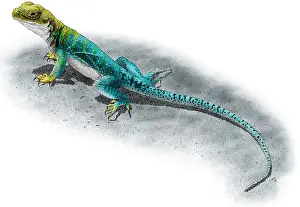 Nature Posters Prints: Collared Lizard