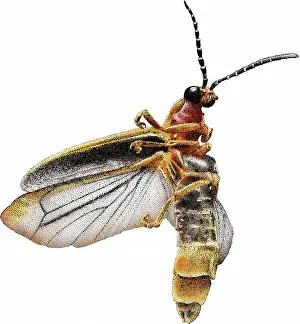 North American Insects Prints: Common Eastern Firefly