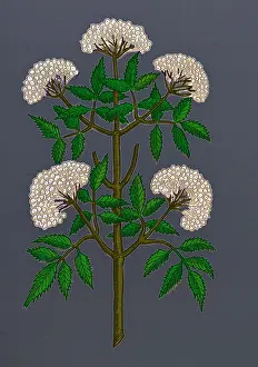 Historic Plant Illustration Prints: Common Elder Tree