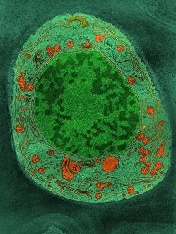 TEM Micrograph Prints: Corn Root Tip Cell, TEM