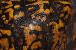 Framed Print : Eastern Box Turtle Shell Print Framed Print : Eastern Box Turtle Shell Print