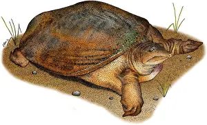 Wildlife Illustrations Prints: Florida Softshell Turtle