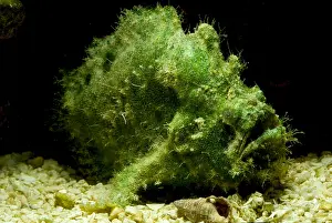 Tropical Reef Fish Prints: Frogfish