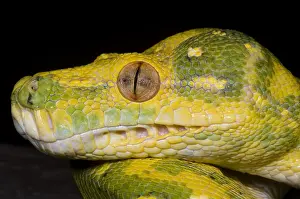 Green Tree Python Prints: Green Tree Python