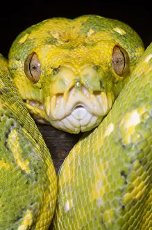 Green Tree Python Prints: Green Tree Python