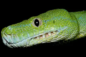 Green Tree Python Prints: Green Tree Python (Morelia viridis)
