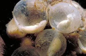 Hellbender Eggs Print