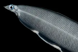Framed Print : Larval Eel Print Framed Print : Larval Eel Print