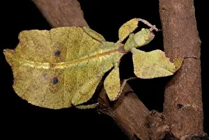 Leaf Insect Prints: Leaf Insect