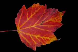 Autumn Colored Leaves Prints: Maple Leaf