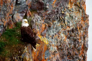 Bald Eagle Alaska Prints: Bald Eagle