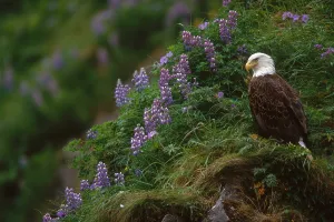 Bald Eagle Alaska Prints: Bald Eagle