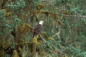 Haliaeetus Leucocephalus Prints: Bald Eagle