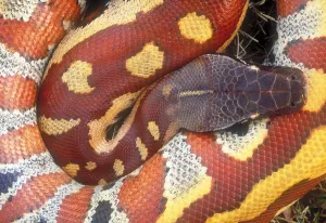Snake Species Prints: Blood python