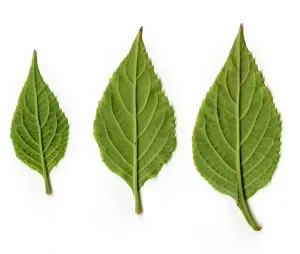 Print of Leaves of Diviner's Sage, underside view