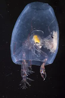 Deep Sea Creatures Prints: Phronima