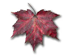 Red Maple Leaf Print: Autumn Foliage Image