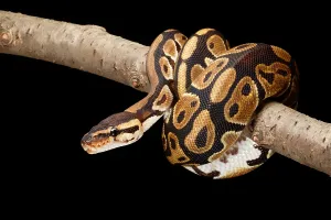 Ball Python Prints: Ball Python (Python regius)