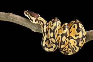 Ball Python Prints: Ball Python (Python regius)