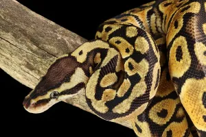 Ball Python Prints: Ball Python (Python regius)