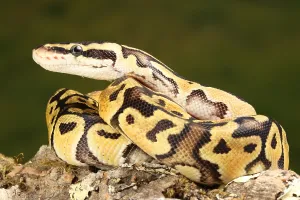 Ball Python Prints: Ball Python (Python regius)