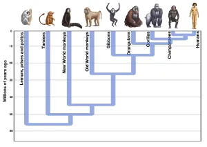 Human Evolution Print: A Visual Timeline of Primate Development