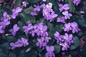 Nature Plants Prints: Violets